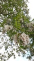 Acaciabloemen.jpg