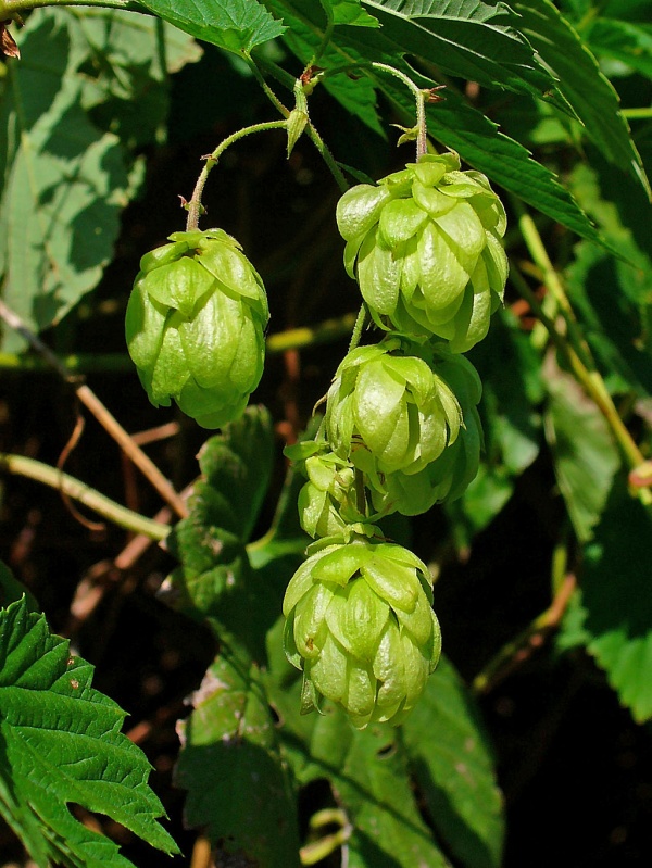 Hop - Wildpluk wiki