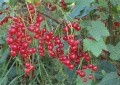 Rode bessen (Ribes rubrum).jpg