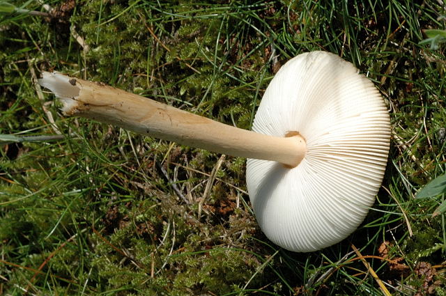 Bestand:Amanita fulva.jpg