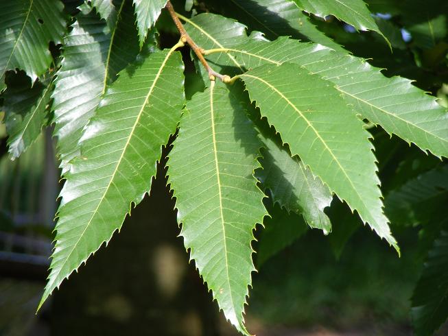 Bestand:Blad tamme kastanje.jpg