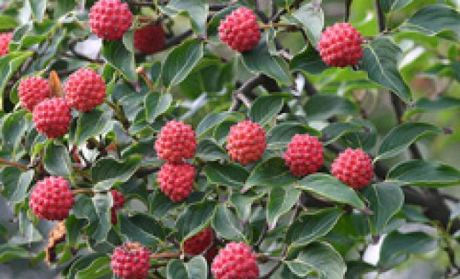 Bestand:Cornus kousa fruit.jpg