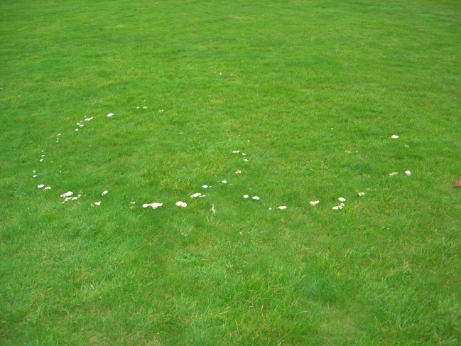 Bestand:Heksenkring weidekringzwam.jpg