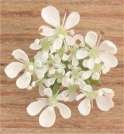 Bestand:Closeup fluitenkruidbloemen.jpg