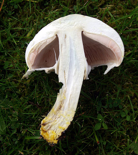 Bestand:Karbolchampignon.jpg