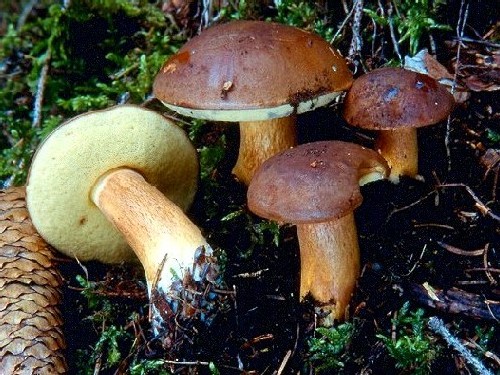 Bestand:Kastanjeboleet1.jpg