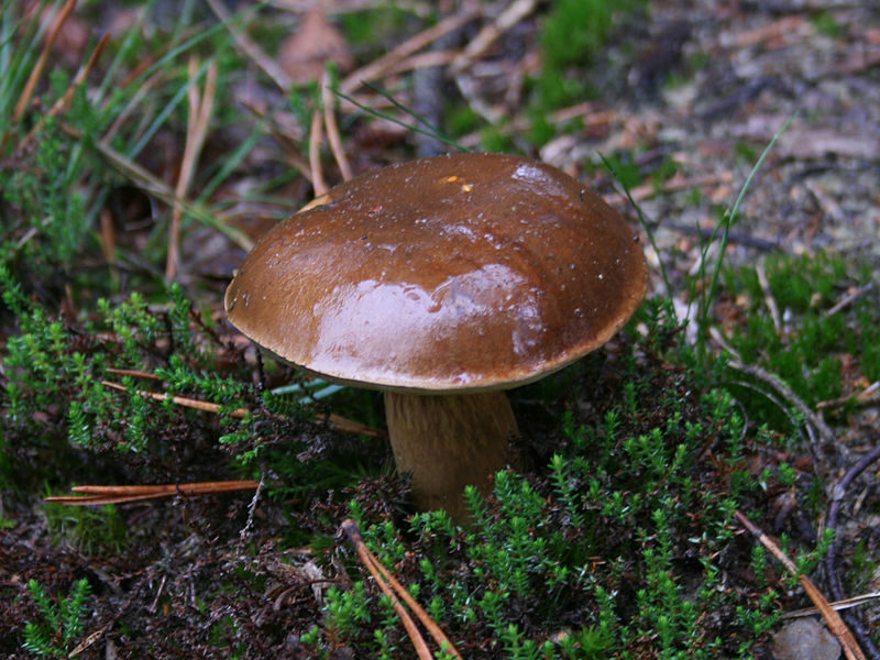 Bestand:Kastanje boleet staand.jpg