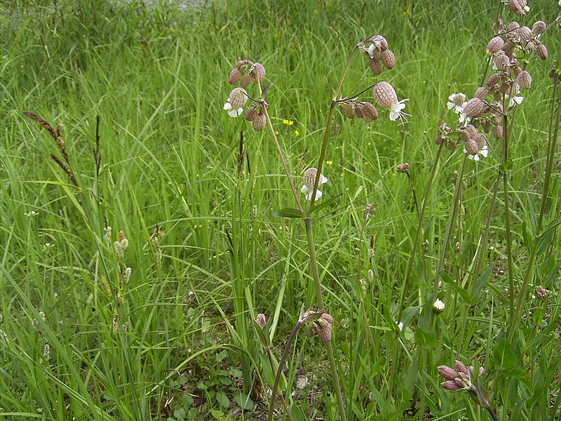 Bestand:Blaassilene.jpg
