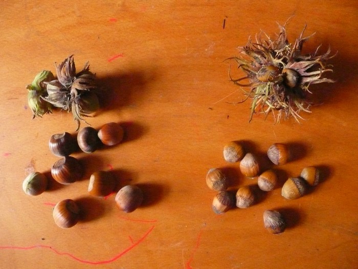 Bestand:Hazelaarnoot en noot van hazelnootboom.JPG