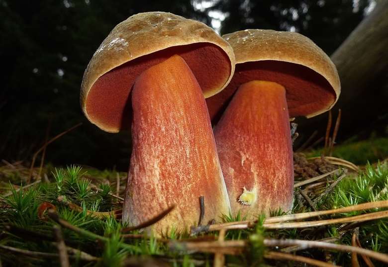 Bestand:Heksenboleet.jpg