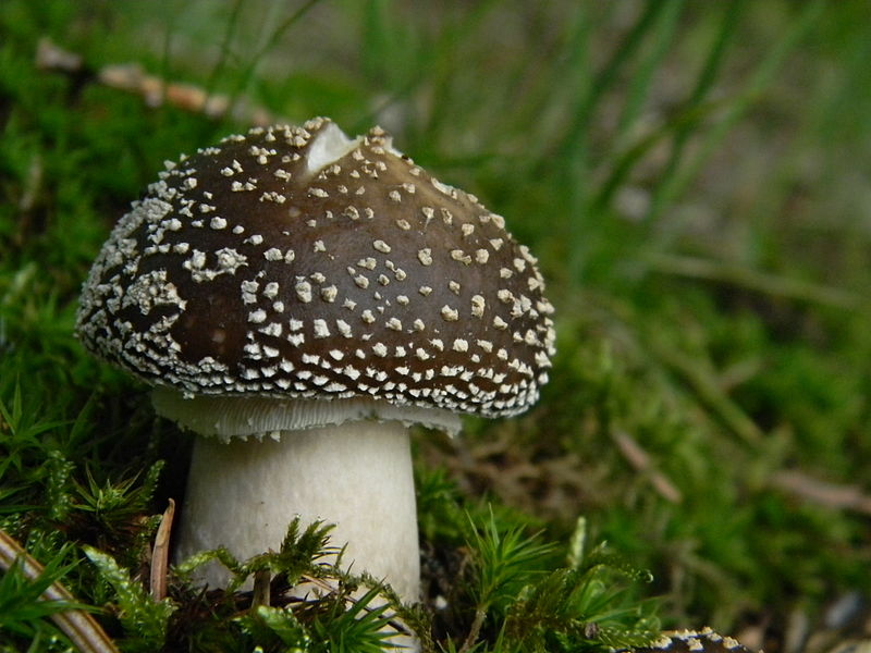 Bestand:Panteramaniet donkerbruin.JPG