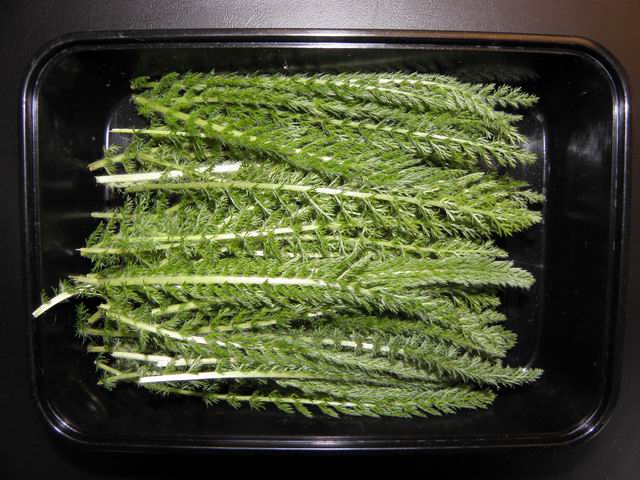 Bestand:Duizendblad.JPG