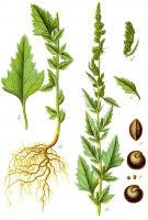 Bestand:Melganzenvoet tekening.jpg