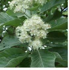 Bestand:Meelbes bloemen.jpg