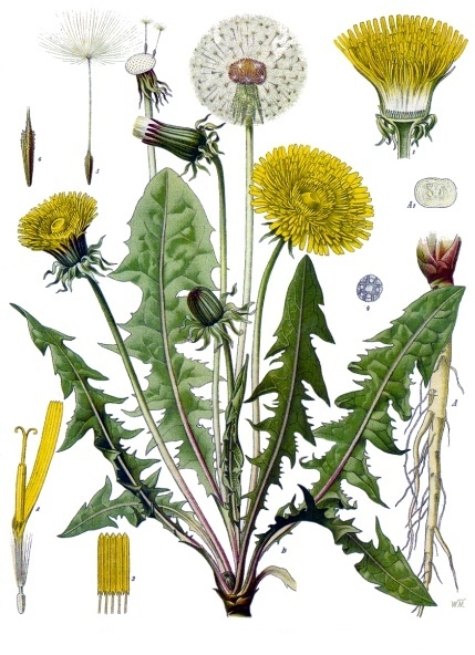 Bestand:Paardenbloem illustratie.jpg