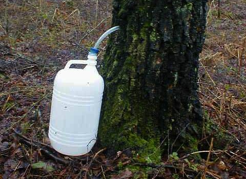 Bestand:Berkensap.jpg