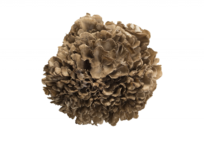 Bestand:Eikhaas 2.png