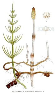 Bestand:Heermoes botanisch.jpg