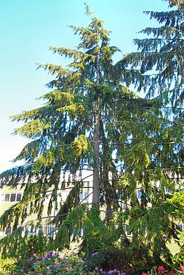 Bestand:Western hemlock.JPG