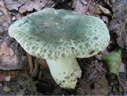 Bestand:Ruwe russula.jpg