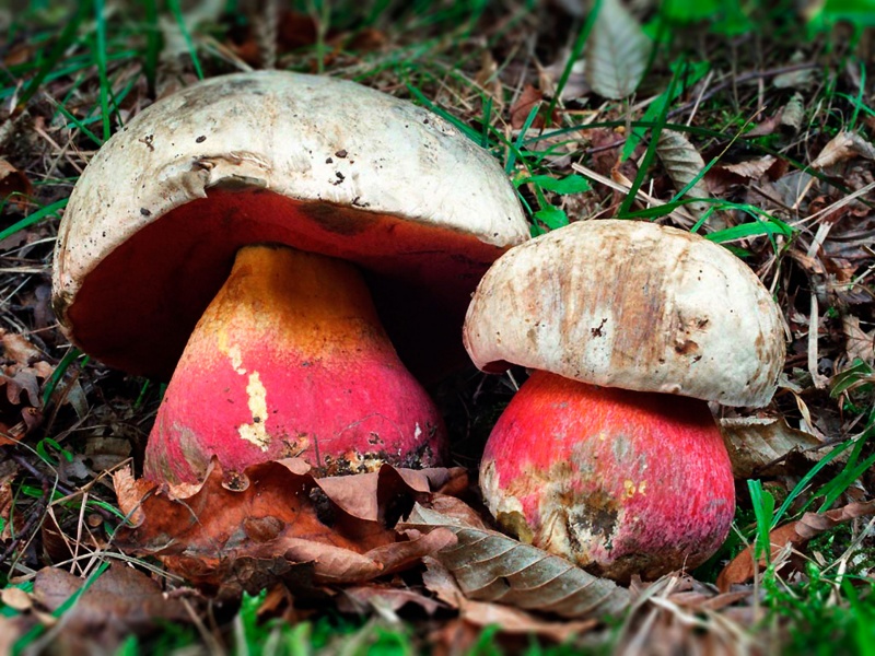 Bestand:Boletus satanas.jpg
