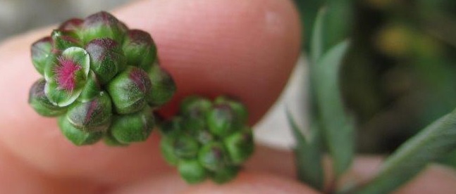 Bestand:Kleine pimpernel bloemhoofdje.jpg
