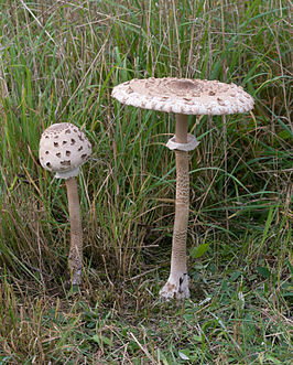 Bestand:Grote parasolzwam.jpg