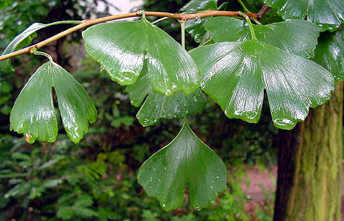 Bestand:Ginkgoblad.jpg