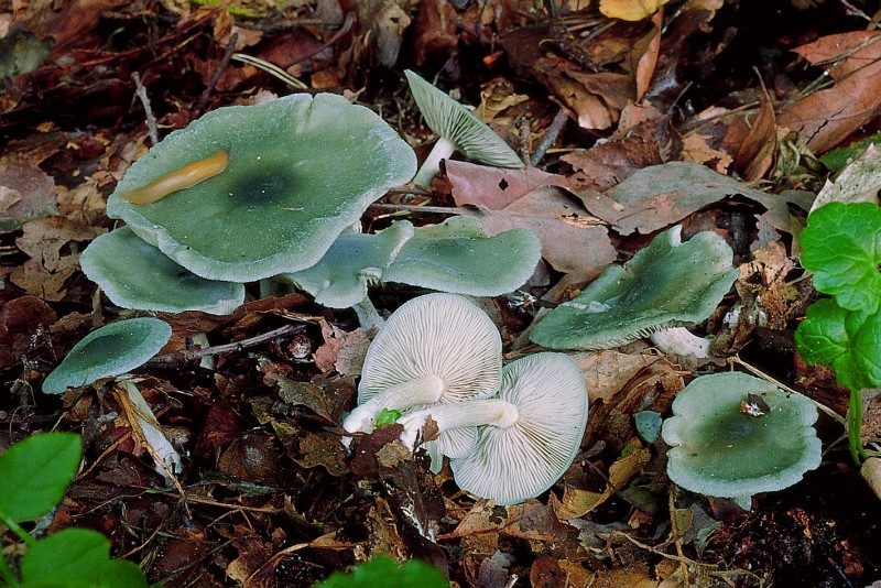 Bestand:Clitocybe odora.jpg