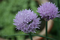 Bestand:Bieslookbloem.jpg