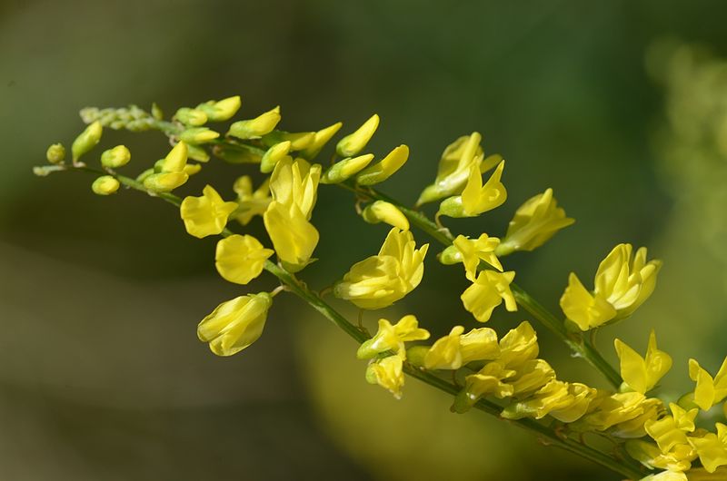 Bestand:Bloemen honingklaver.jpg