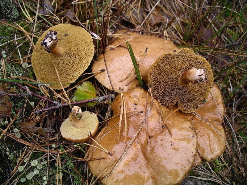Bestand:Koeienboleet.jpg