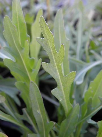 Bestand:Wilde rucola.JPG