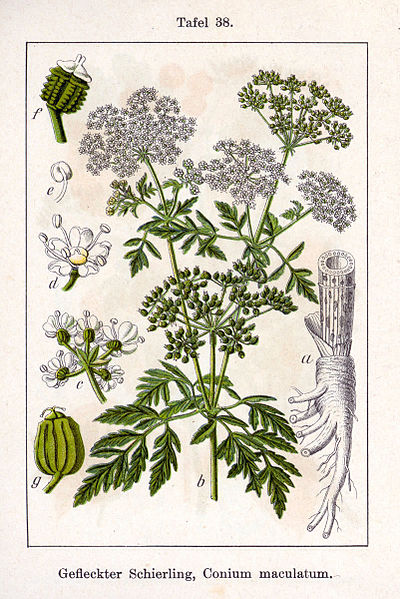 Bestand:Gevlekte scheerling.jpg