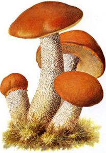 Bestand:Rosse populierboleet.jpg