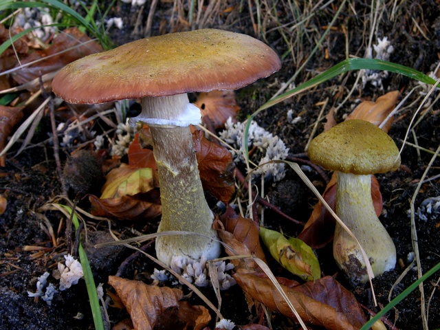 Bestand:Armillaria lutea.jpg