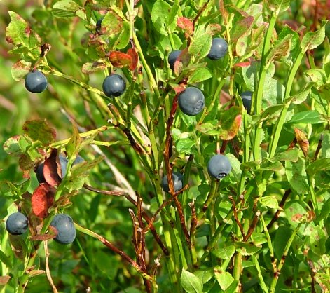 Bestand:Blauwe bosbes.jpg