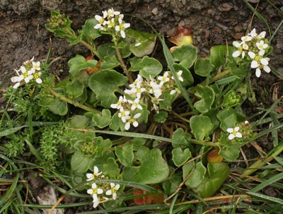 Bestand:Deens lepelblad.jpg