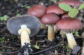 Bestand:Blauwplaatstropharia.jpg
