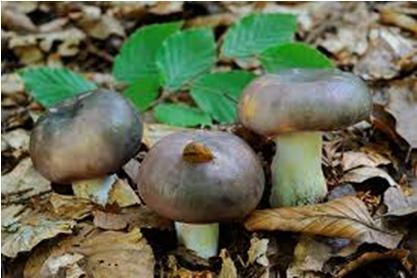 Bestand:Regenboogrussula.jpg