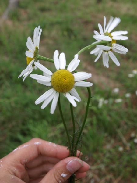 Bestand:Kamille drie bloemen.jpg