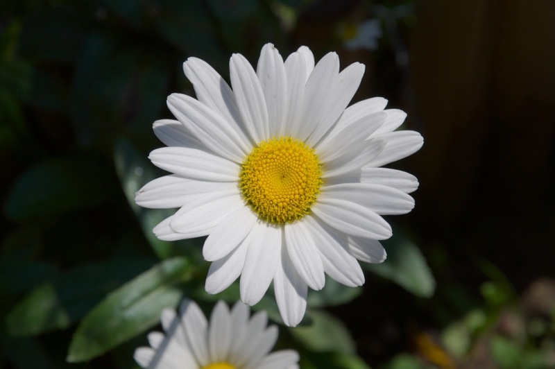 Bestand:Margriet.jpg