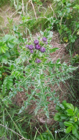 Bestand:Akkerdistel.jpg