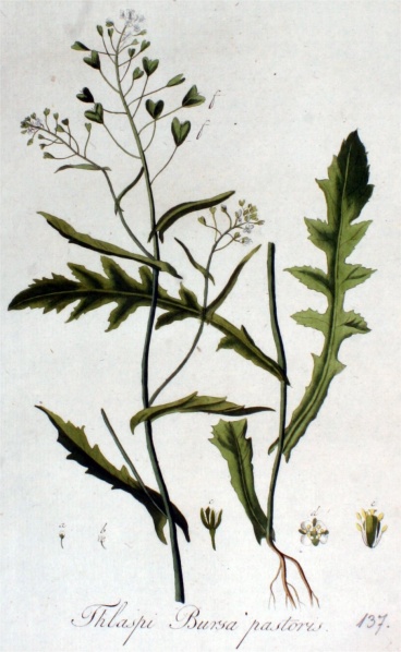 Bestand:Herderstasje blad.jpg