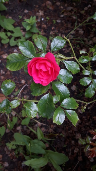 Bestand:Roos rood.jpg