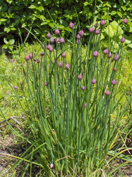 Bestand:Bieslook met bloemknoppen.jpg