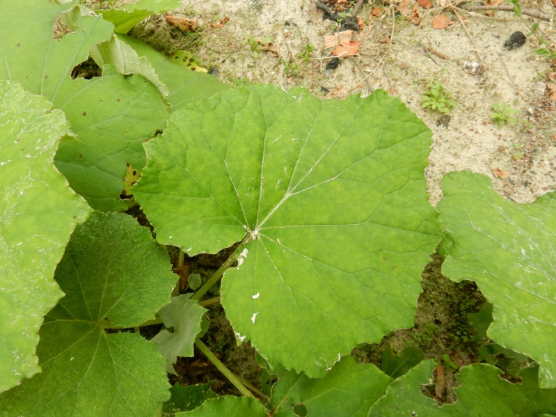 Bestand:Klein hoefblad blad.JPG