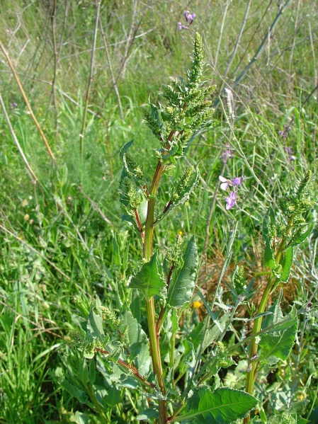 Bestand:Krulzuring.jpg