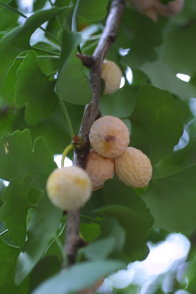 Bestand:Vrouwelijke vrucht ginkgo.jpg