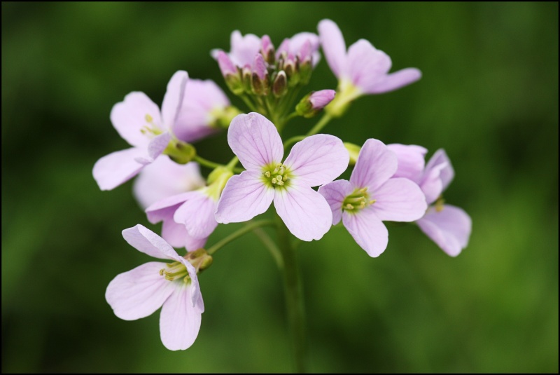Bestand:Pinksterbloem.jpg